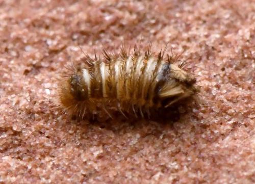 Réf. 218 315 : Anthrenus sp.